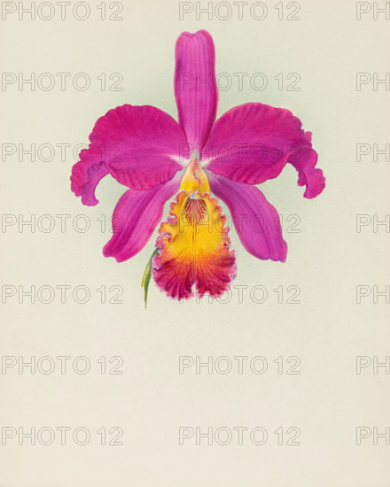 Orchid: Laelio - Cattleya, 1917. Creator: Frederick William Bolas.