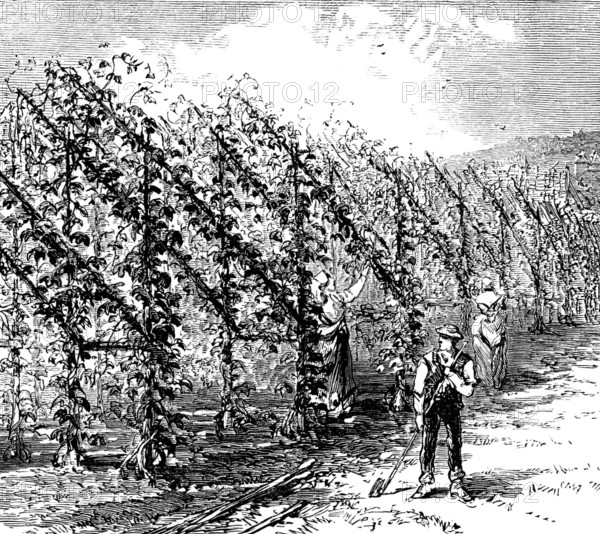 Hop-growing on the vinery principle, 1873. Creator: Unknown.