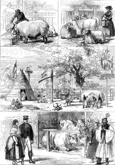 Prize animals at the International Cattle Show of the Vienna Exhibition, 1873. Creator: Unknown.