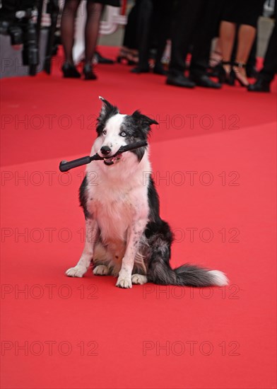 Actor-dog Messi