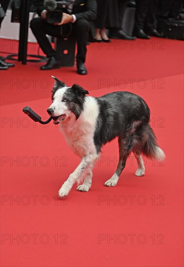 Actor-dog Messi