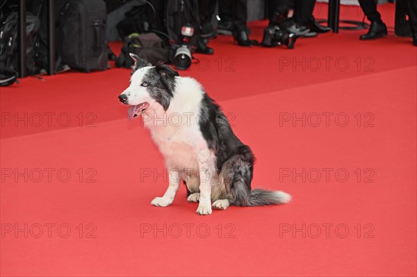 Le chien Messi