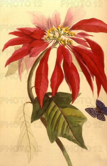 Poinsettia