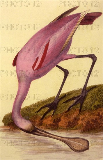 Roseate Spoonbill