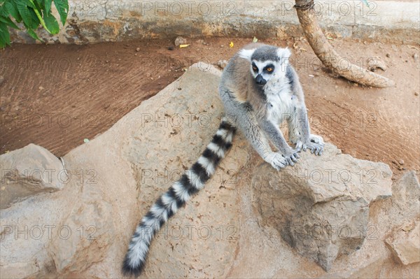 Group of ring tailed Maki Catta lemurs with big orange eyes. Madagascar lemurs