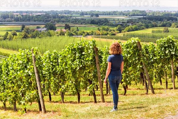 Vineyard rows overlooking grape fields, young woman looks at green vine plantations. Panorama of vineyards in valley. Concept of viticulture, people i