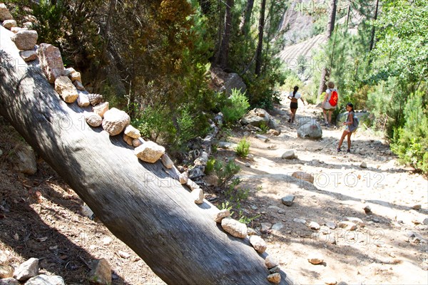 Bonifato forest near Calvi Corsica in the Balagne region