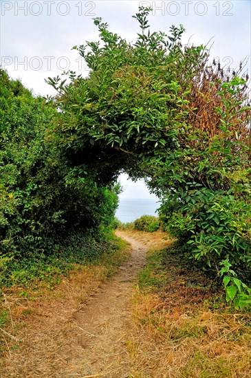 passage through shrubs at coastal walking trail GR34 at the Breton coast, France, Brittany, DÚpartement C¶tes-dÆArmor, PlÚneuf-Val-AndrÚ