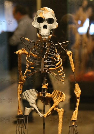 Australopithecus afarensis. Lucy. Adult female skeleton. 3.2 milion years ago. Ethiopia. Replica. National Archaeological Museum