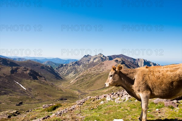 Cow on the GR20 near refugee Mori