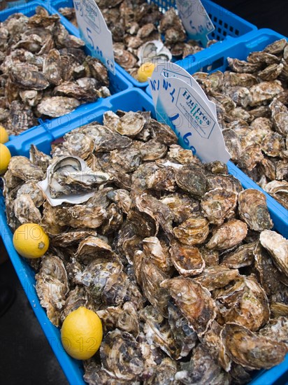 Blue plastic trays of oysters for sale at Christmas time in a Dordogne market town.