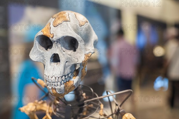 Lucy skeleton, a female of the hominin species Australopithecus afarensis