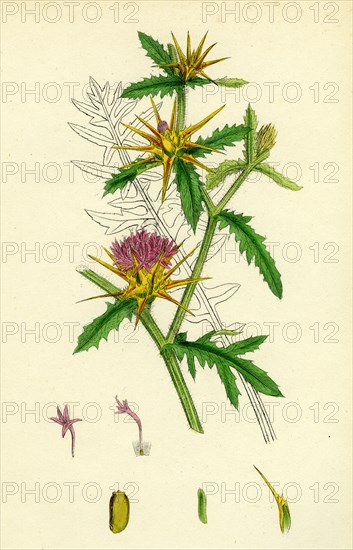 Centaurea Calcitrapa; Star-thistle