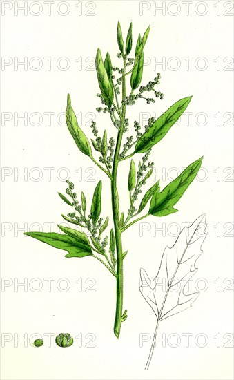 Chenopodium ficifolium; Fig-leaved Goosefoot