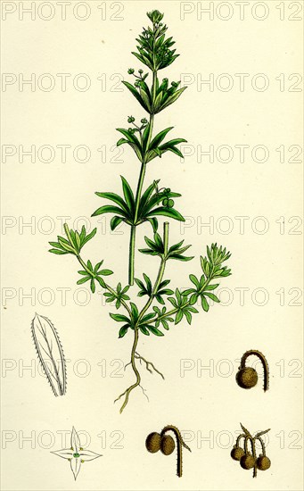 Galium tricorne; Rough Corn Bedstraw