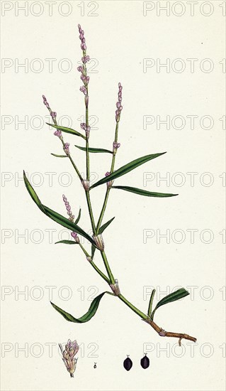 Polygonum minus; Small Persicaria