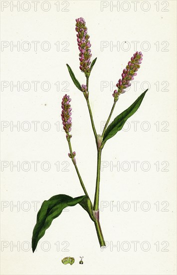 Polygonum Persicaria, var. elatum; Spotted Persicaria, var. B.