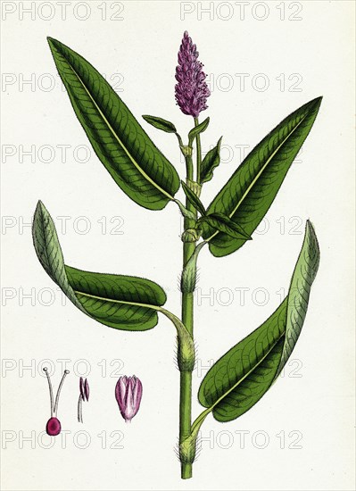 Polygonum amphibium, terrestre; Amphibious Bistort, terrestial form