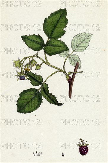 Rubus Idaeus; Raspberry