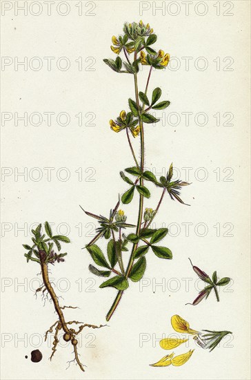 Lotus hispidus; Short-podded Small Bird's-foot Trefoil