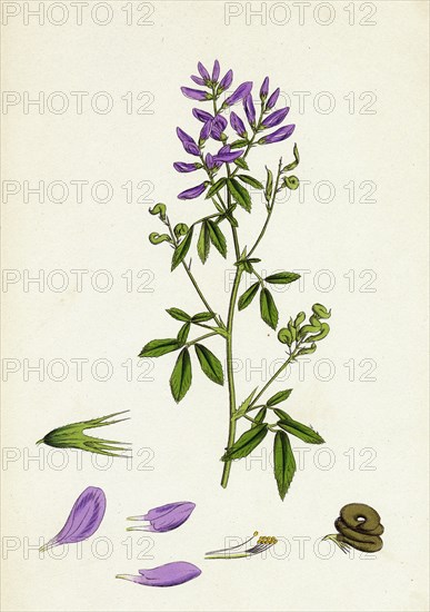 Medicago sativa; Common Lucerne