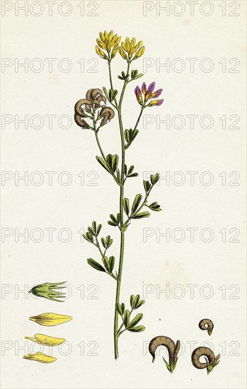 Medicago sylvestris; Fries' Lucerne