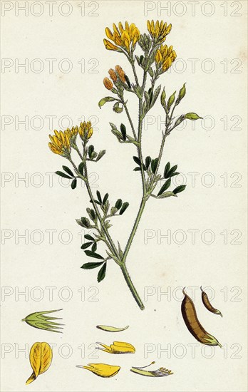 Medicago eu-falcata; Yellow Lucerne