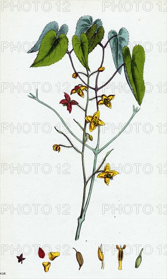 Epimedium alpinum; Alpine Barren wort