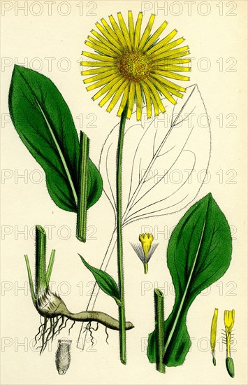 Doronicum plantagineum; Plantain-leaved Leopard's-bane