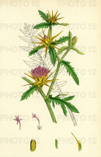 Centaurea Calcitrapa; Star-thistle