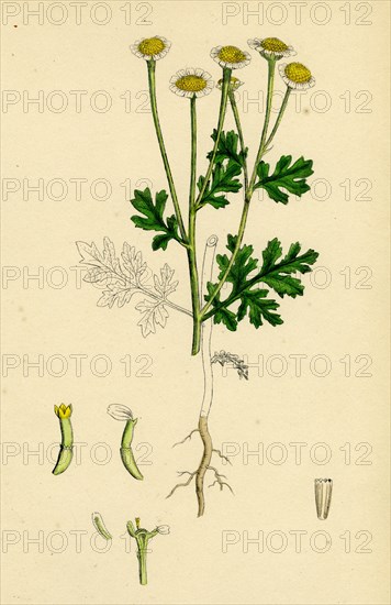 Chrysanthemum Parthenium; Common Feverfew