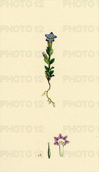 Gentiana nivalis; Small Alpine Gentian