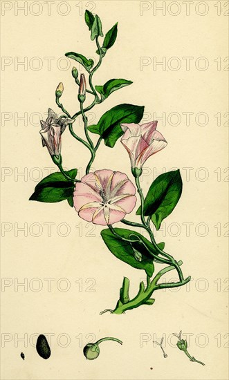 Convolvulus arvensis; Small Bindweed