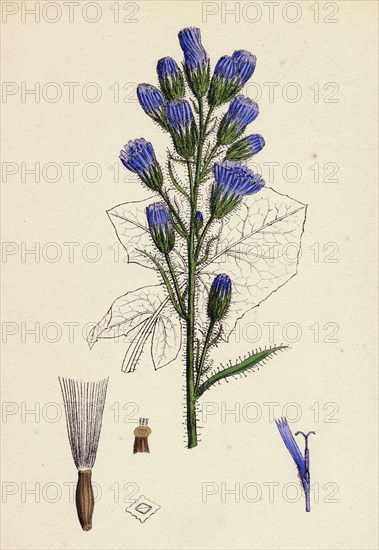 Mulgedium alpinum; Blue Sow-thistle