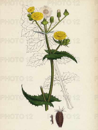 Sonchus oleraceus; Smooth Sow-thistle