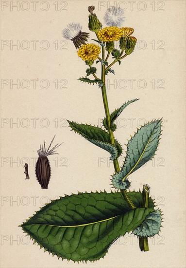 Sonchus asper; Rough Sow-thistle, form with undivided leaves