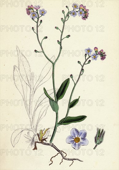 Myosotis sylvatica; Wood Forget-me-not