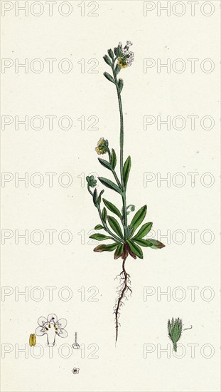 Myosotis versicolor; Yellow and Blue Forget-me-not