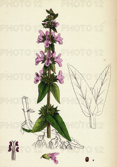 Stachys palustris; Marsh Woundwort