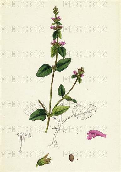 Stachys arvensis; Corn Woundwort