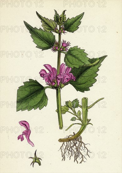 Lamium maculatum; Spotted Dead-nettle