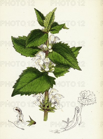 Lamium album; White Dead-nettle