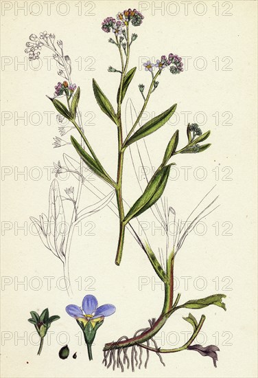 Myosotis caespitosa; Tufted Water Forget-me-not