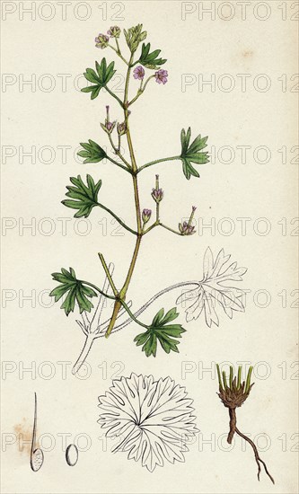 Geranium pusillum; Small-flowered Crane's-bill