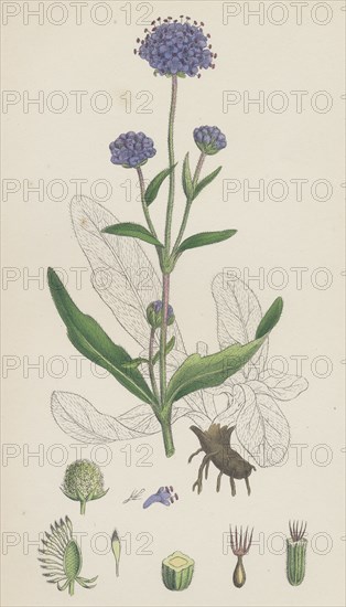 Scabiosa Succisa; Devil's-bit Scabious