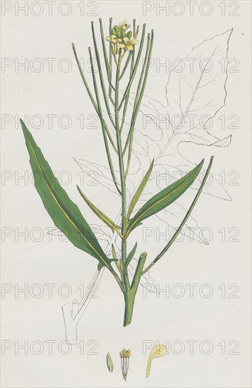 Sisymbrium Irio; London Rocket