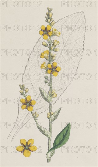 Verbascum Thapso-nigrum; Hybrid between Great and Dark Mulleins