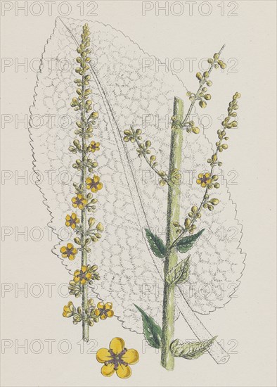 Verbascum nigro-pulverulentum; Hybrid between Dark and Hoary Mulleins