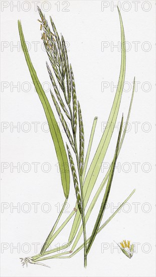 Brachypodium pinnatum; Barren False-Brome-grass