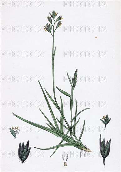 Triodia decumbens; Decumbent Heath-grass